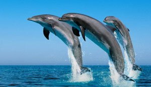 boottochten om dolfijnen te spotten en te zien op Gran Canaria